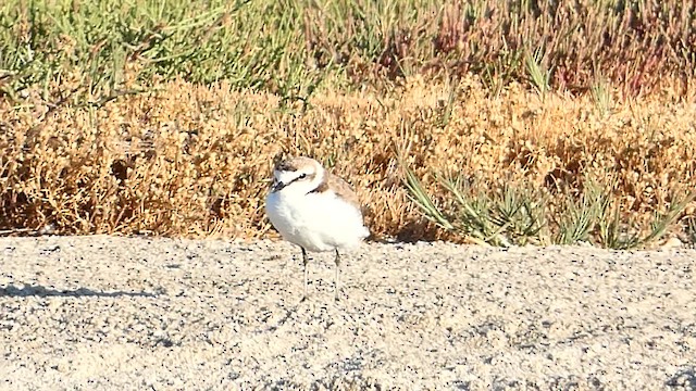 Kentish Plover (Kentish) - ML612537630