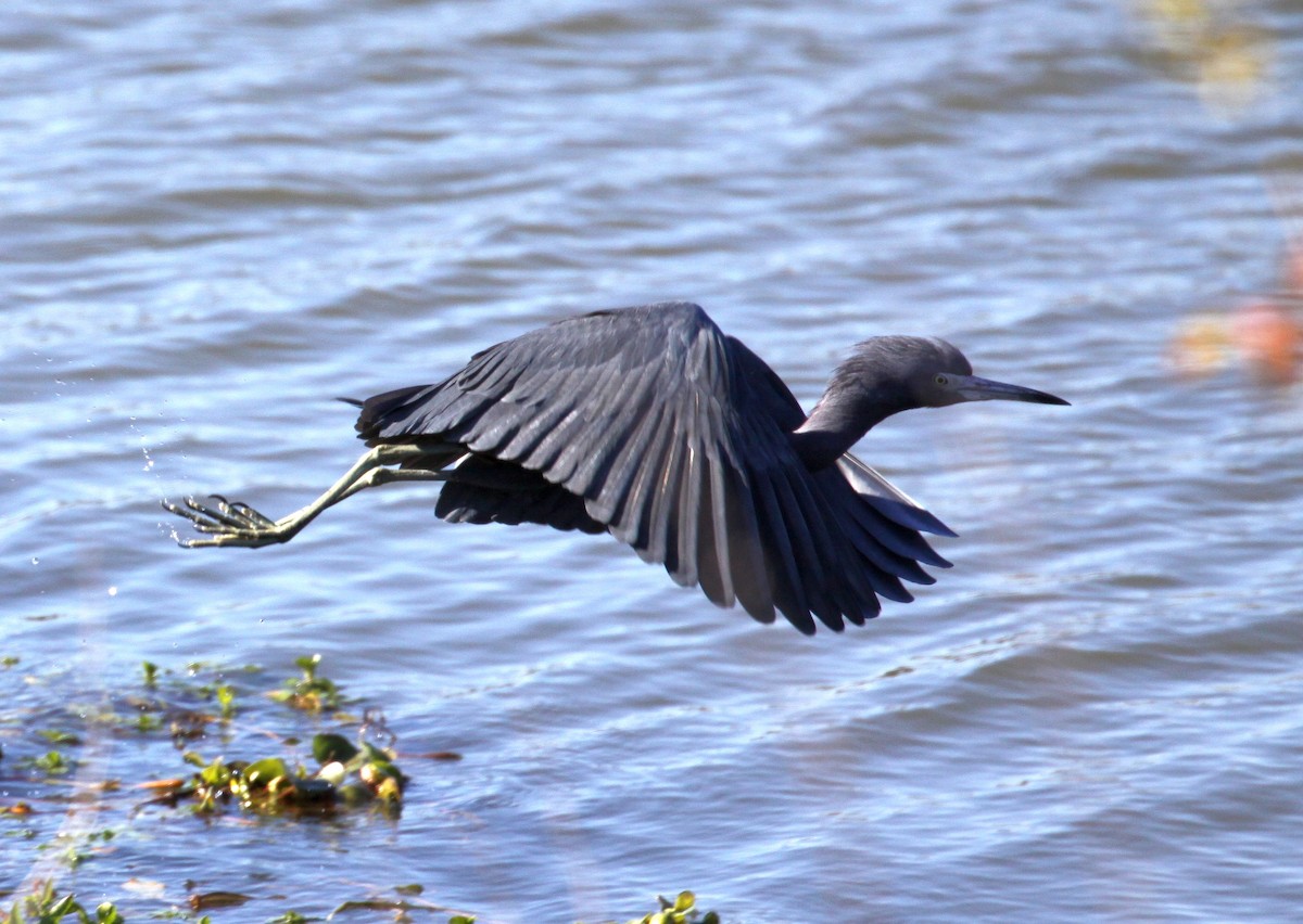 Little Blue Heron - ML612537673