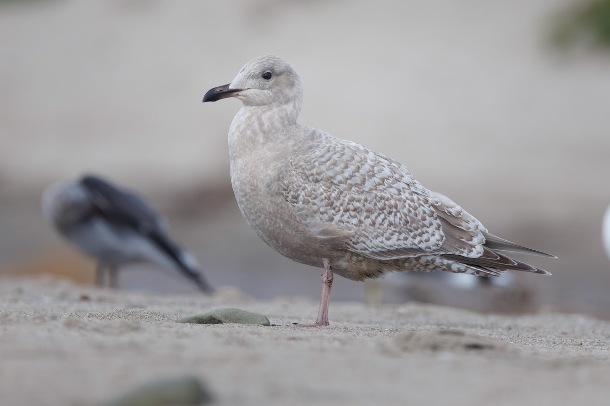 Iceland Gull (Thayer's) - John Callender