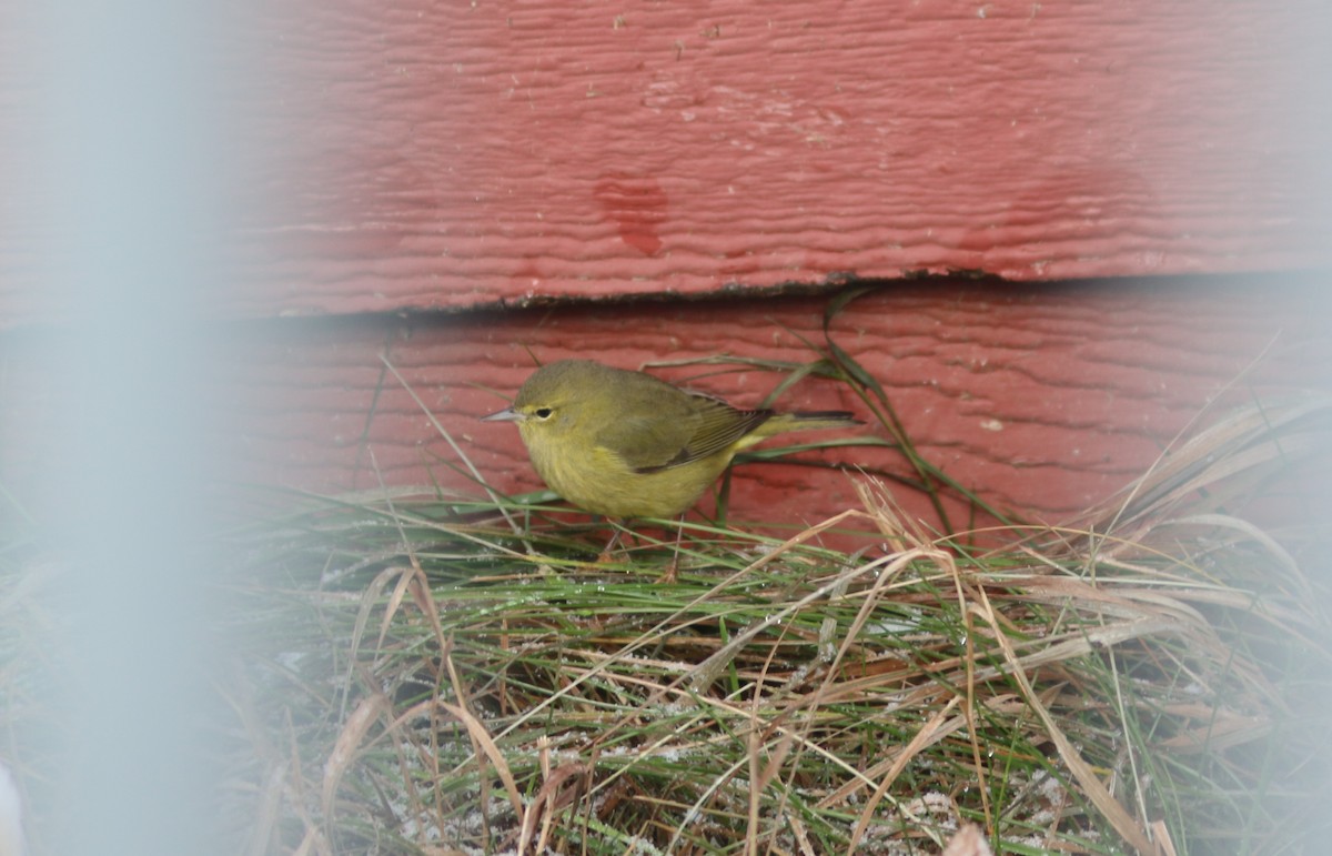 Orange-crowned Warbler - ML612538085