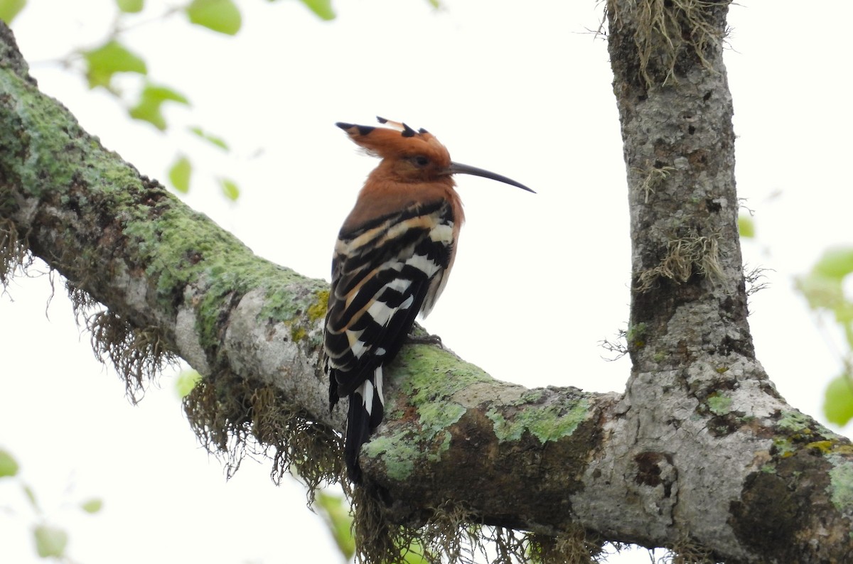 Eurasian Hoopoe - ML612538116