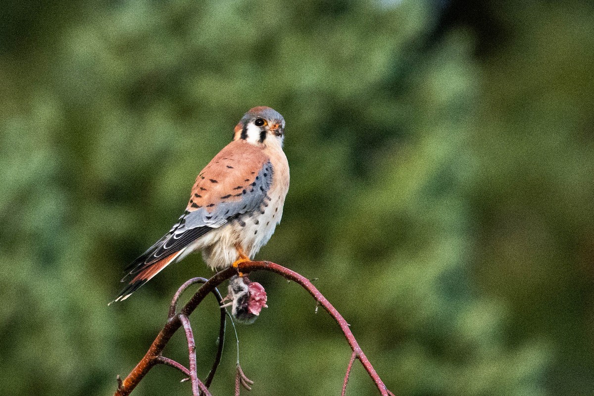 American Kestrel - ML612538126