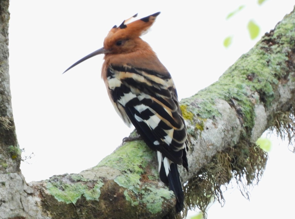 Eurasian Hoopoe - ML612538129