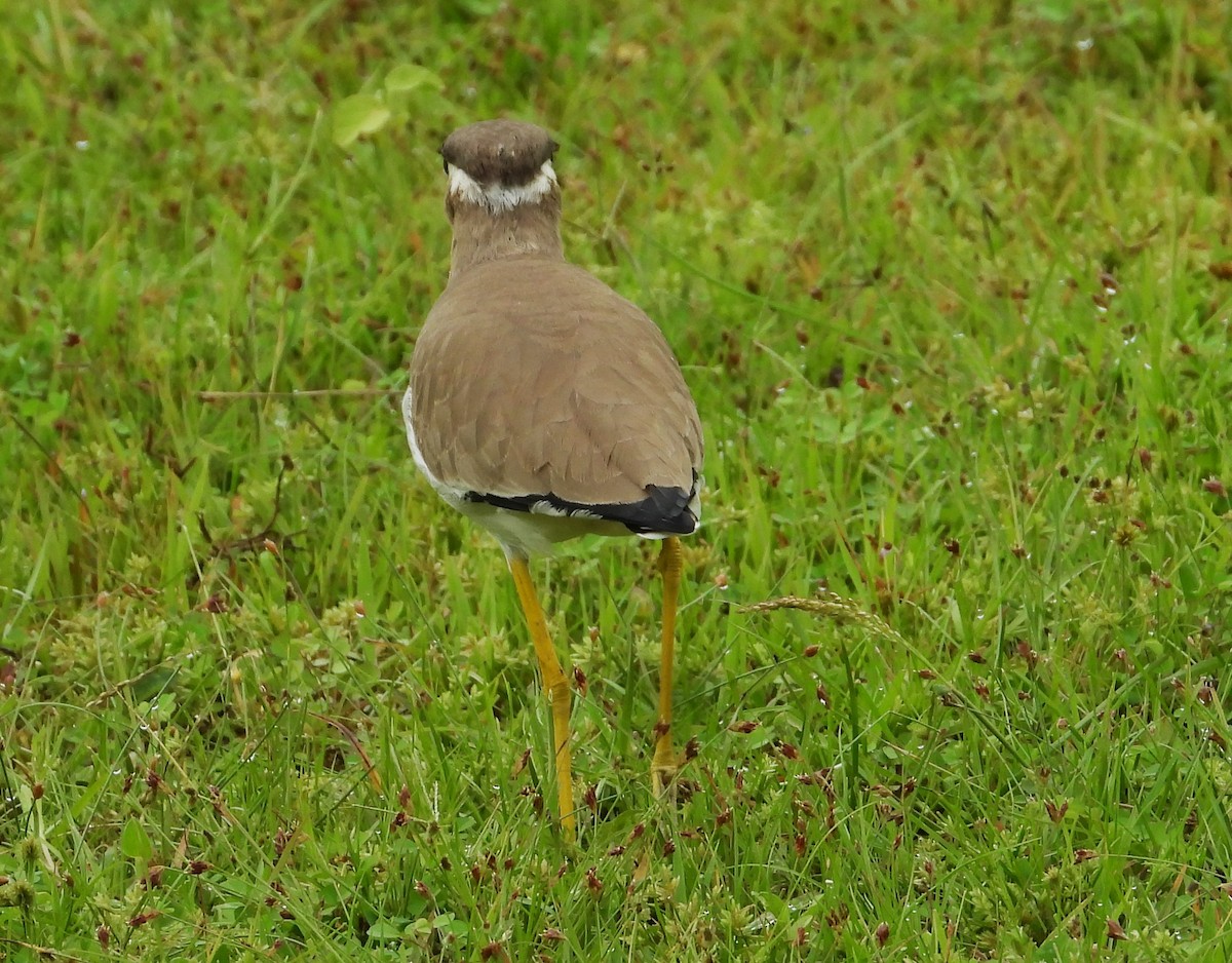 Yellow-wattled Lapwing - ML612538145