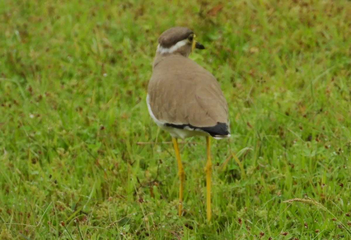 Yellow-wattled Lapwing - ML612538153