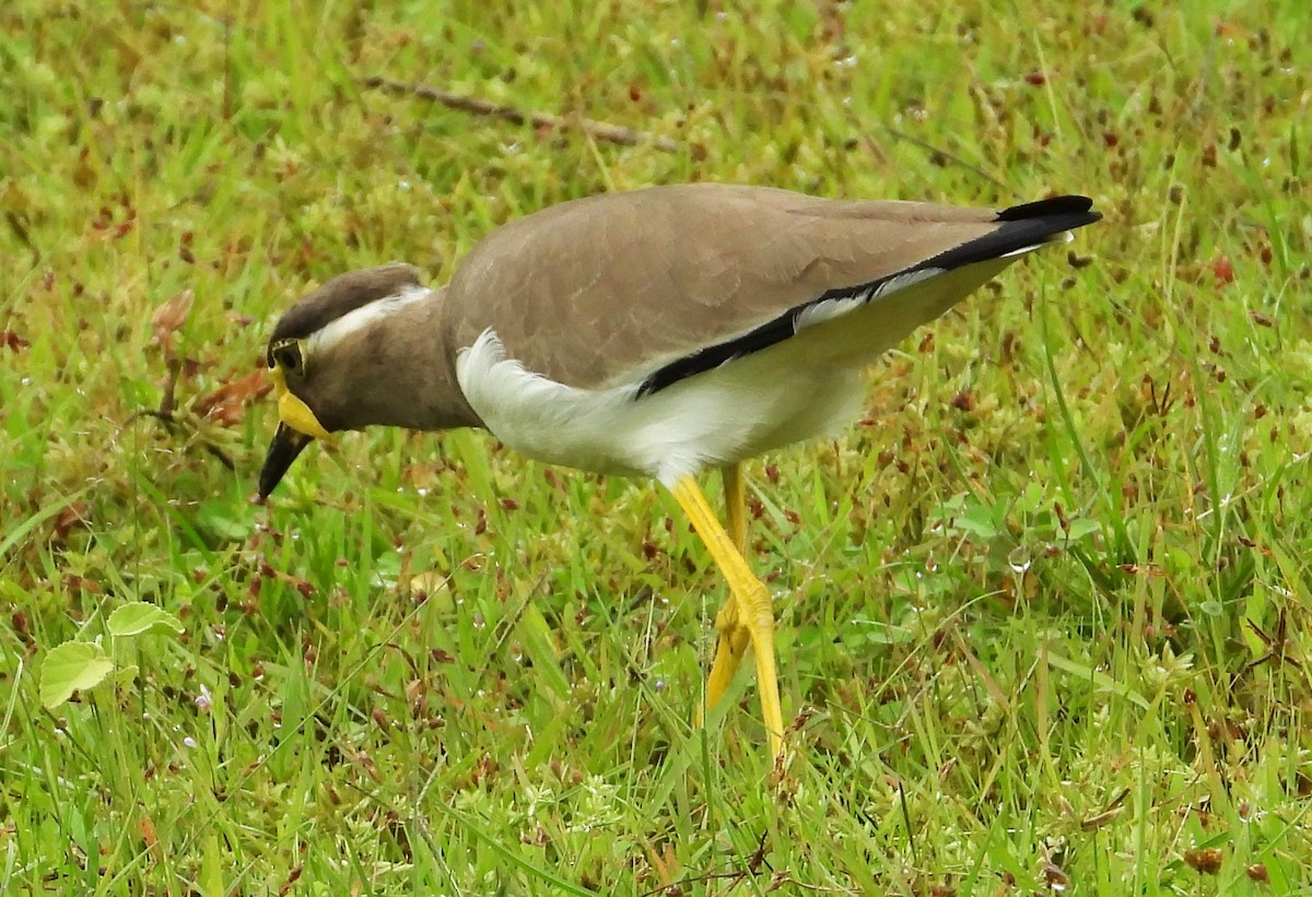 Yellow-wattled Lapwing - ML612538159