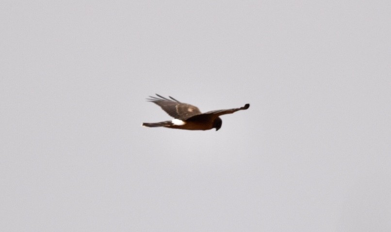 Northern Harrier - ML612538177