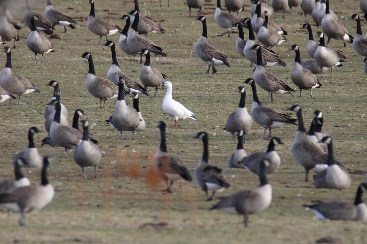 Ross's Goose - ML612538203