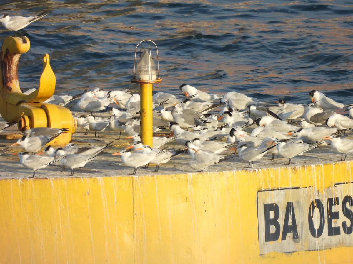 Sandwich Tern - ML612538274