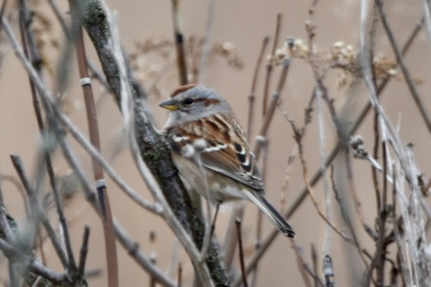 American Tree Sparrow - ML612538324