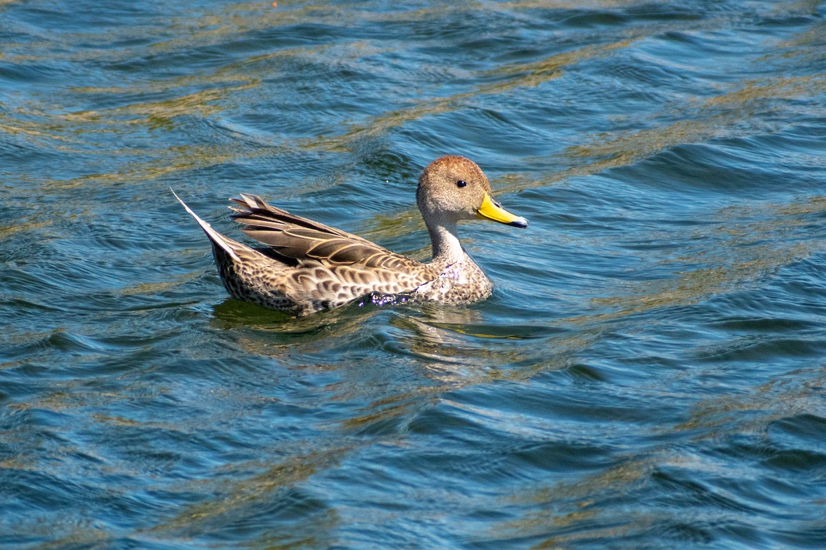 Yellow-billed Pintail - Ezequiel Racker