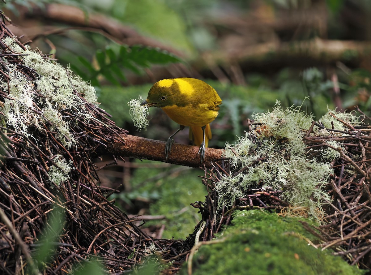 Golden Bowerbird - ML612538345