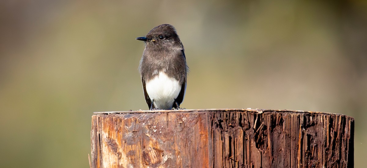 Black Phoebe - Sylvia Wright