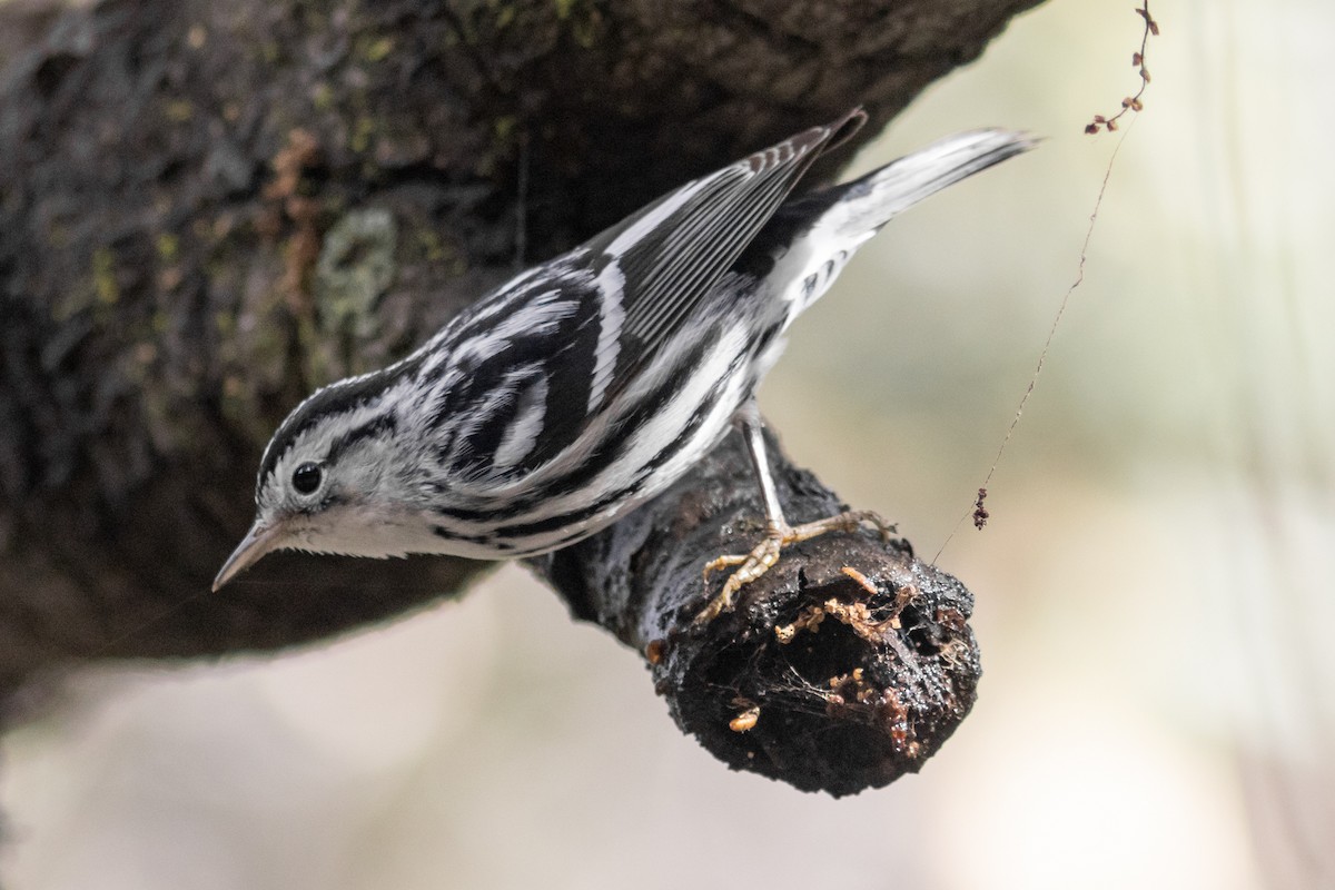 Black-and-white Warbler - Luke Tiller