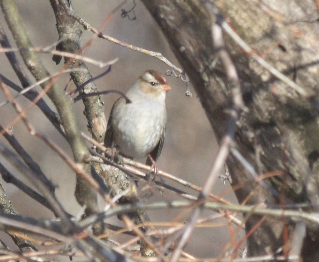 White-crowned Sparrow - ML612538372