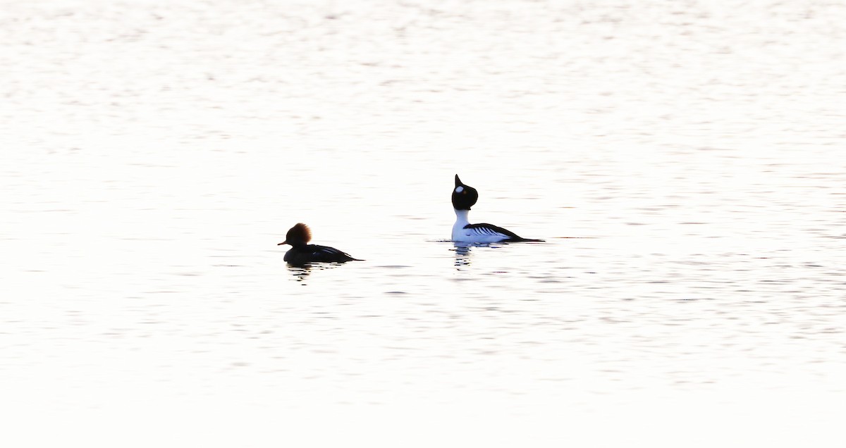 Common Goldeneye - ML612538451