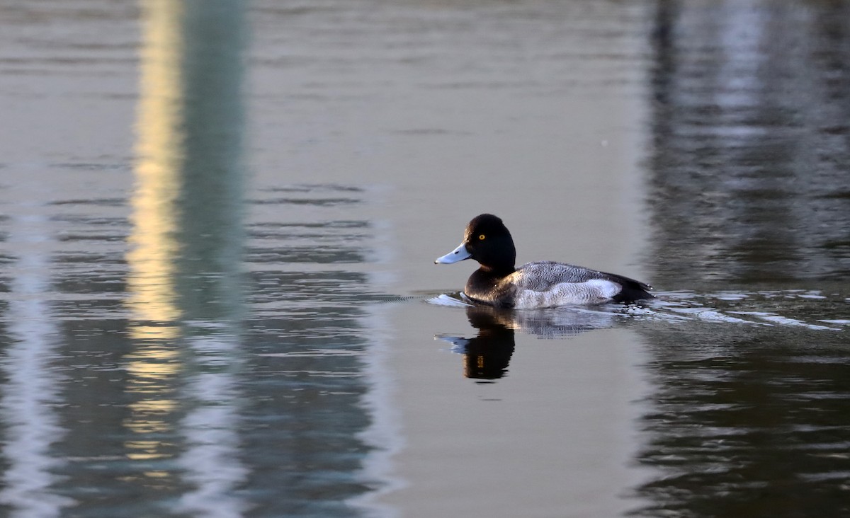 Lesser Scaup - Stefan Mutchnick