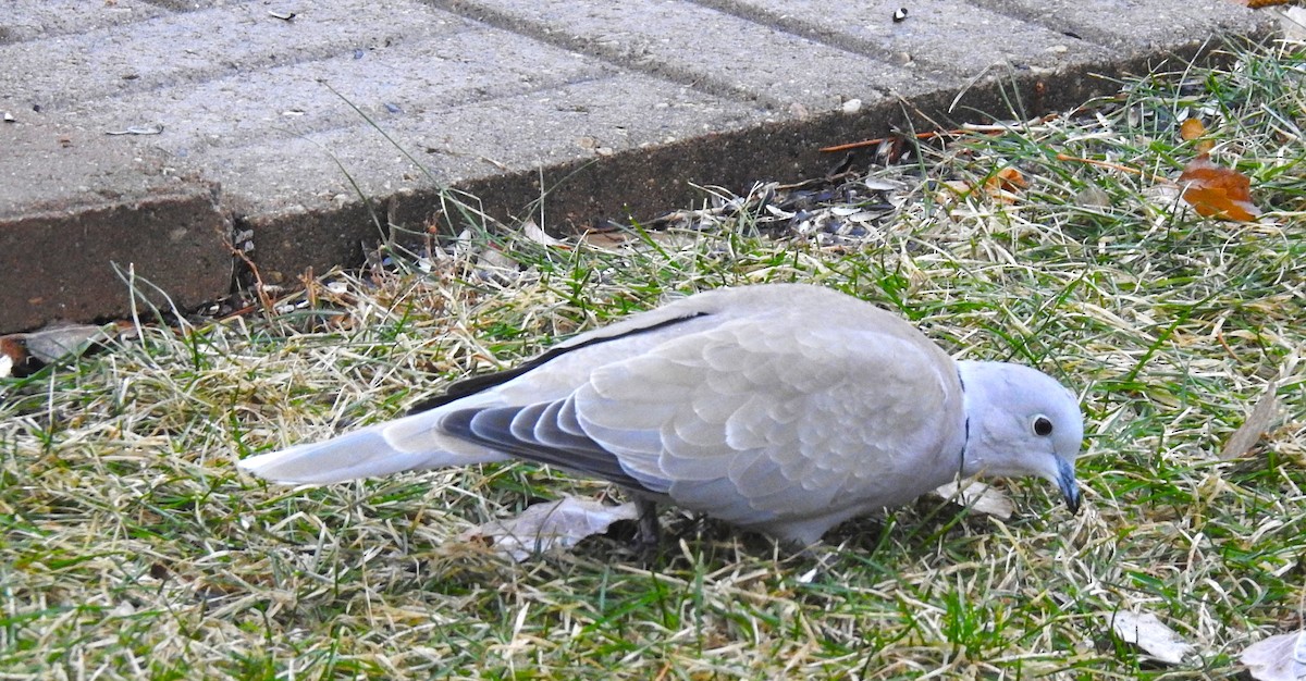 tyrkerdue - ML612538523