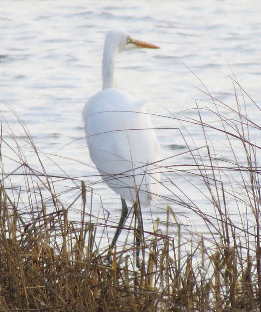 Great Egret - ML612538567