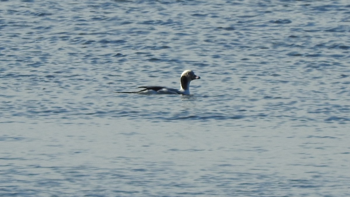 Long-tailed Duck - ML612538608