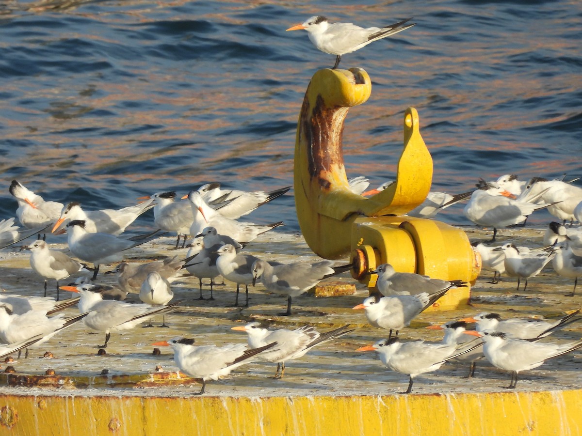 Laughing Gull - ML612538617