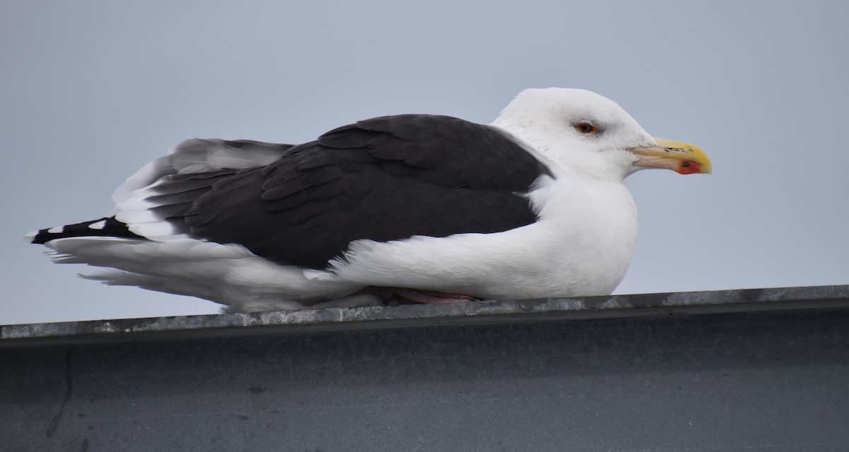 Great Black-backed Gull - ML612538669