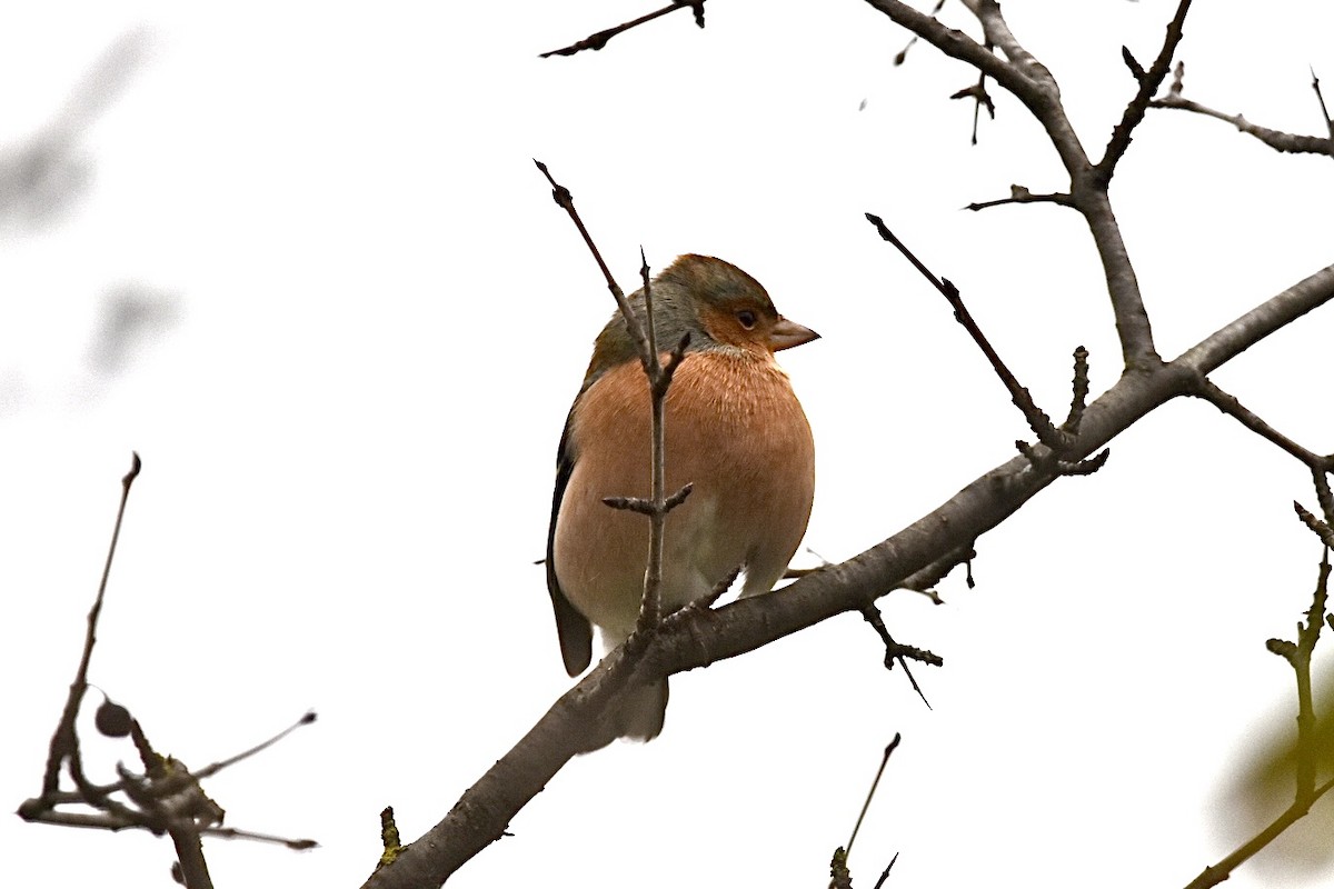 Common Chaffinch - ML612538672