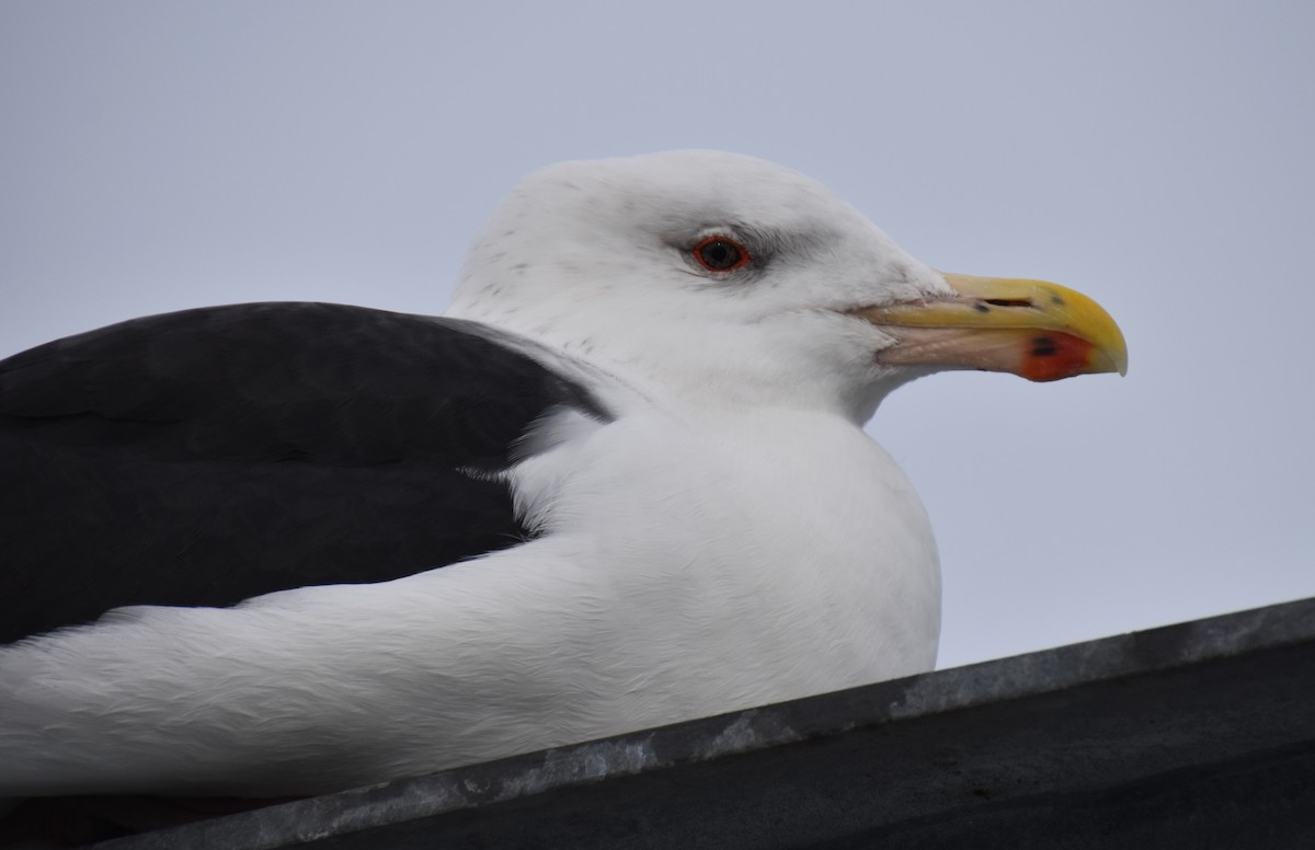 Great Black-backed Gull - ML612538674