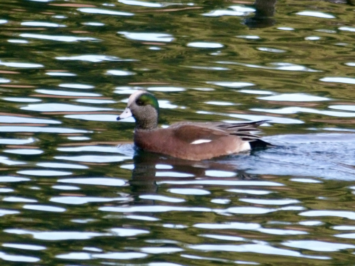 American Wigeon - ML612538685