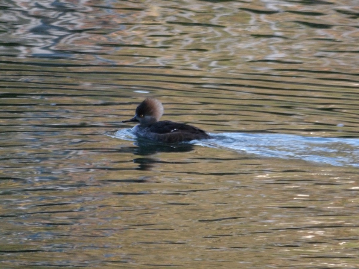 Hooded Merganser - ML612538694