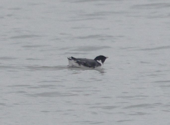 Guillemot à cou blanc - ML612538831