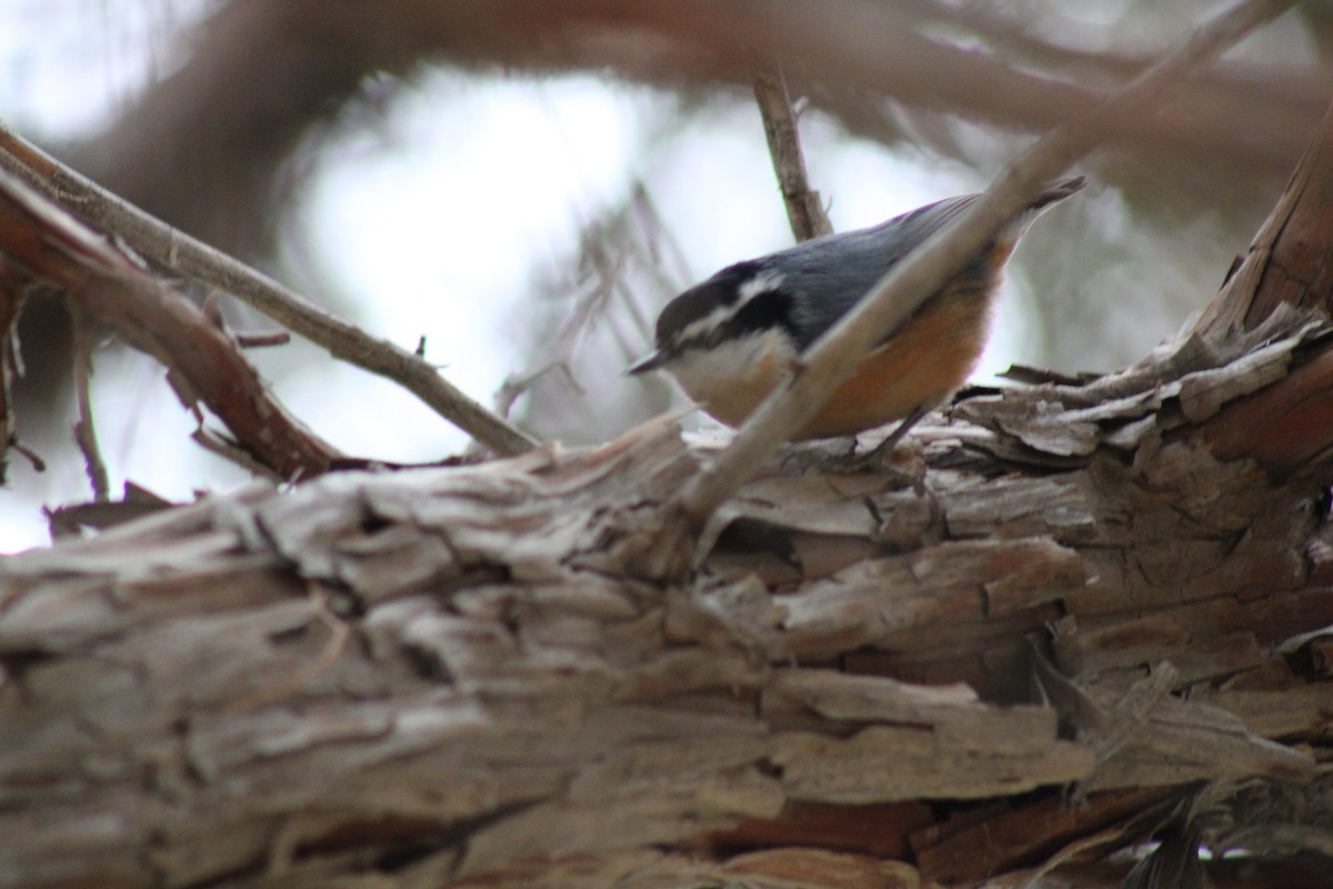Red-breasted Nuthatch - ML612538832