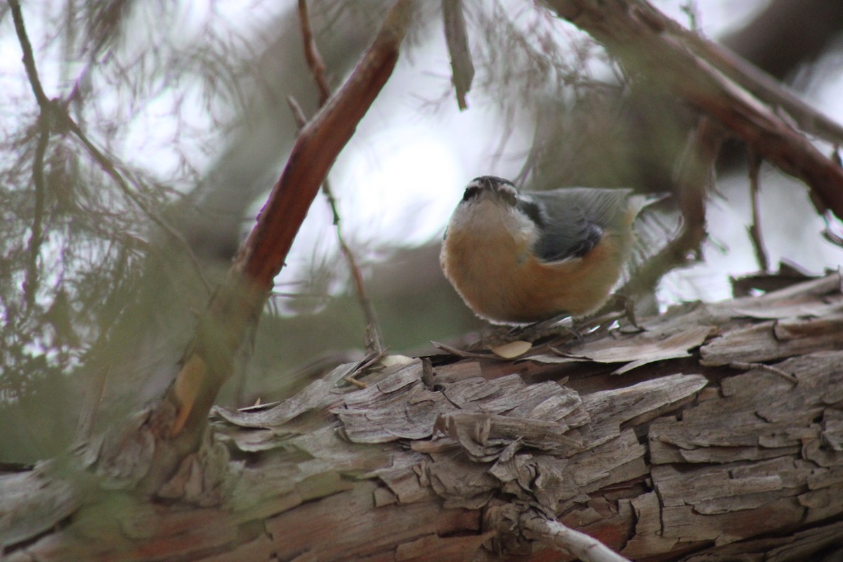 Red-breasted Nuthatch - ML612538833