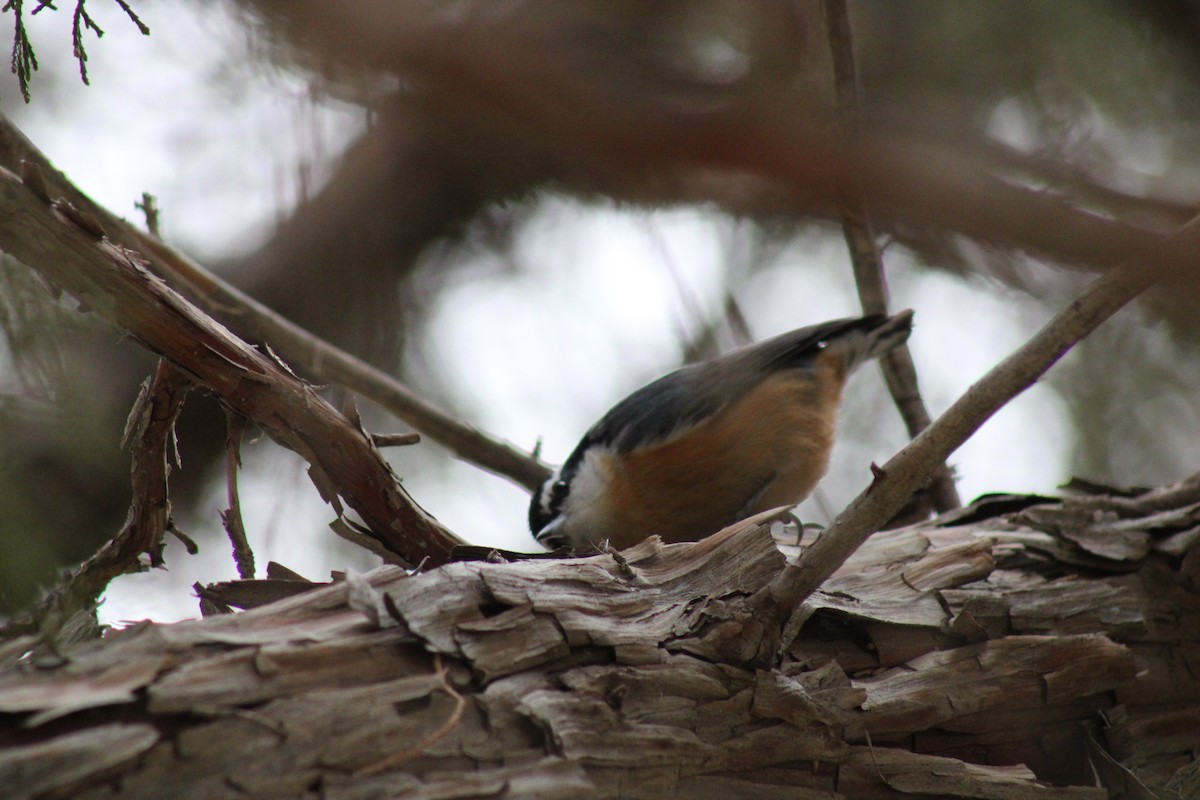 Red-breasted Nuthatch - ML612538834