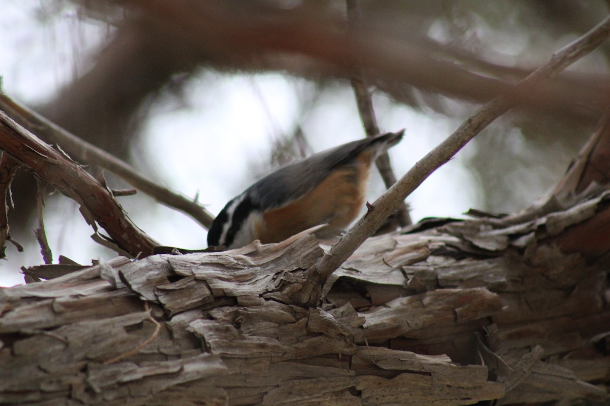 Red-breasted Nuthatch - ML612538835