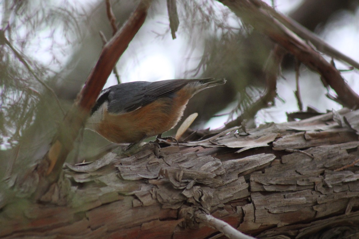 Red-breasted Nuthatch - ML612538836