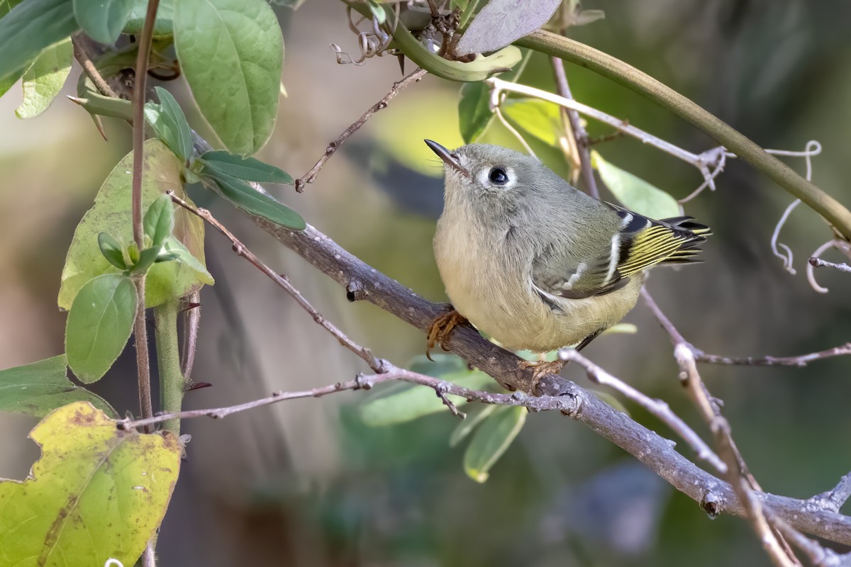 Ruby-crowned Kinglet - ML612538907