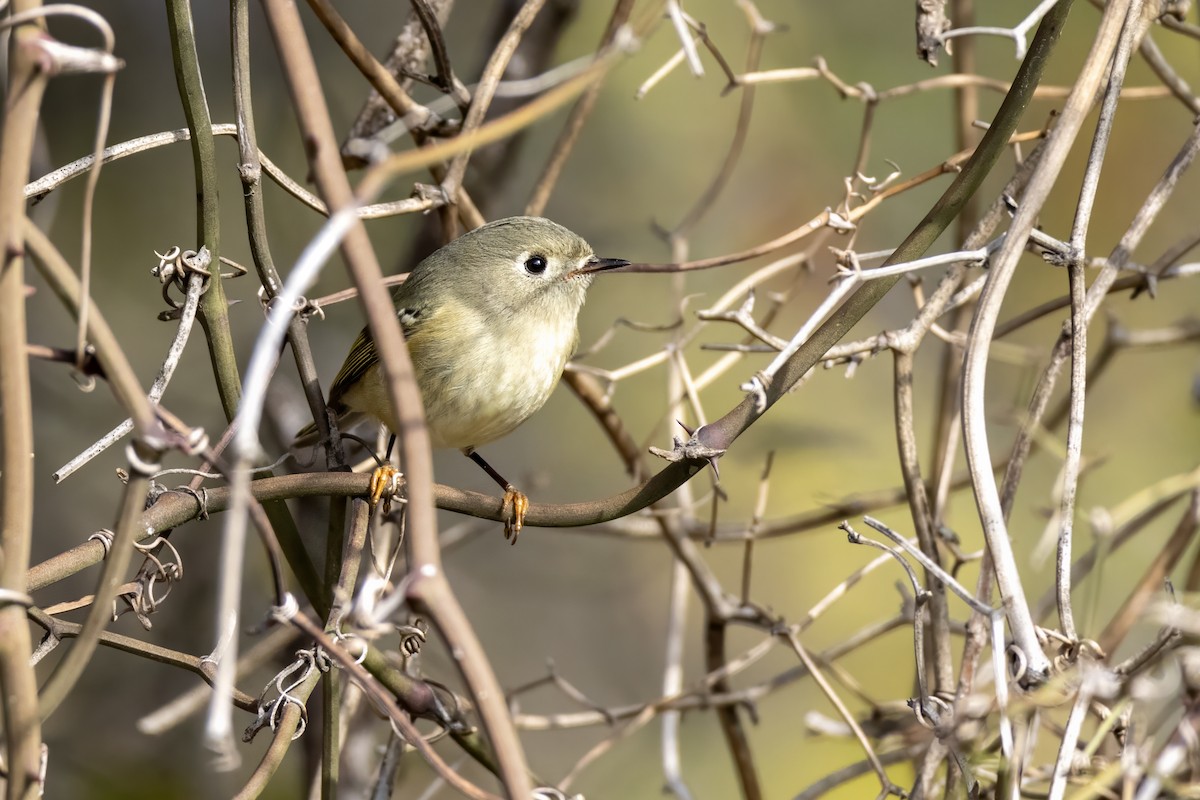 Ruby-crowned Kinglet - ML612538908