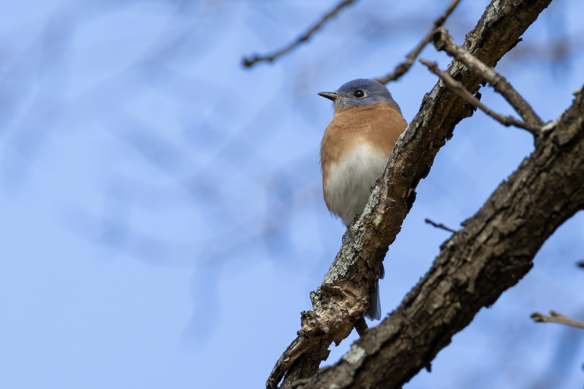 Eastern Bluebird - ML612538911