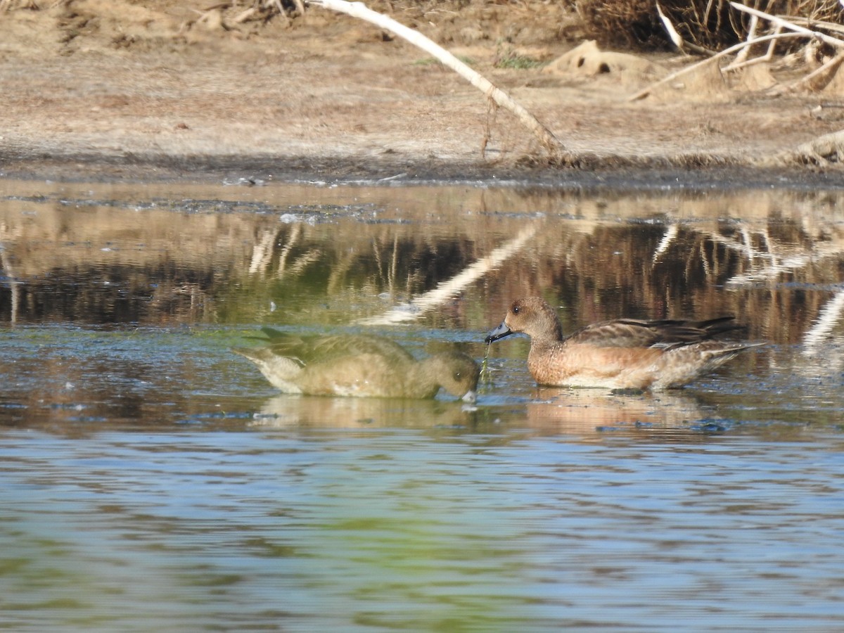 Eurasian Wigeon - Suebsawat Sawat-chuto