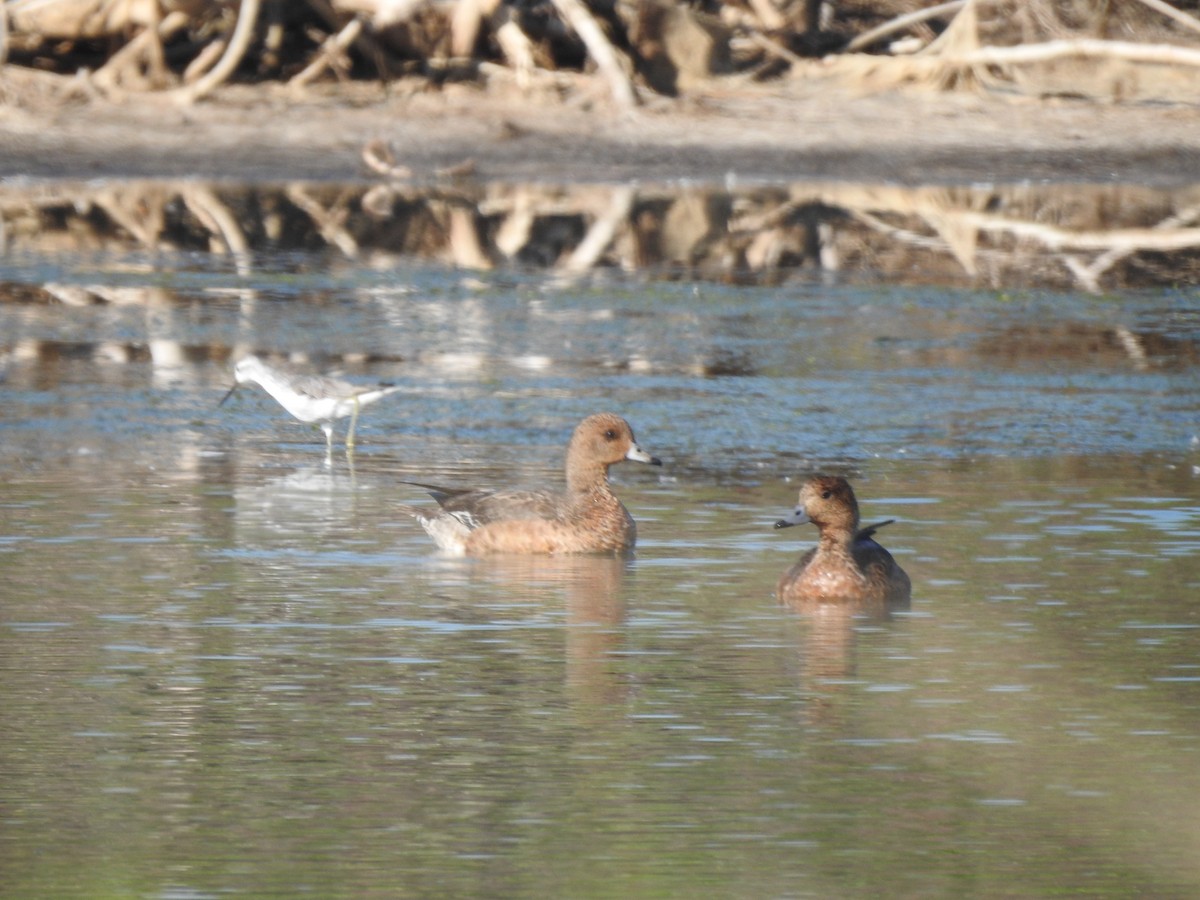 Eurasian Wigeon - Suebsawat Sawat-chuto