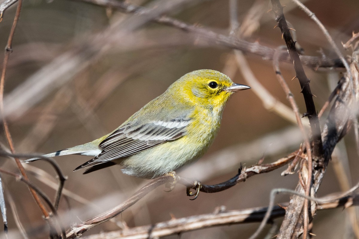 Pine Warbler - ML612539106