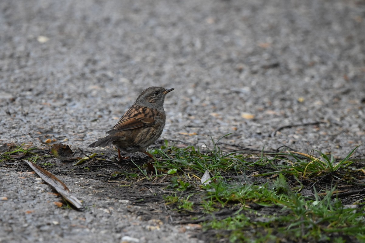 Dunnock - ML612539133