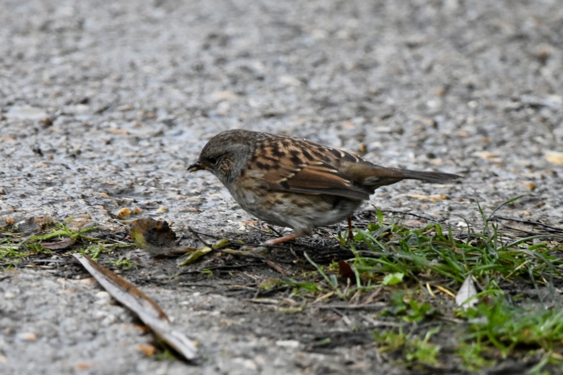 Dunnock - ML612539159