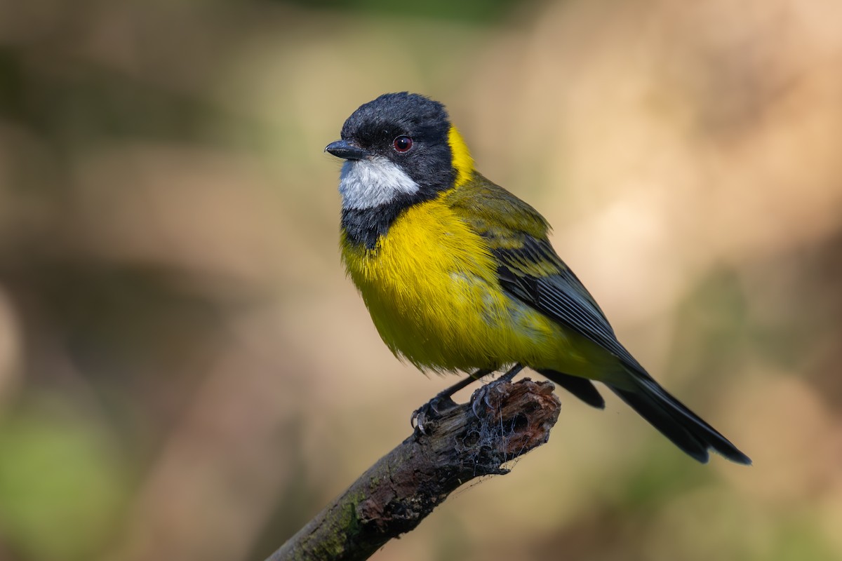 Golden Whistler - ML612539238