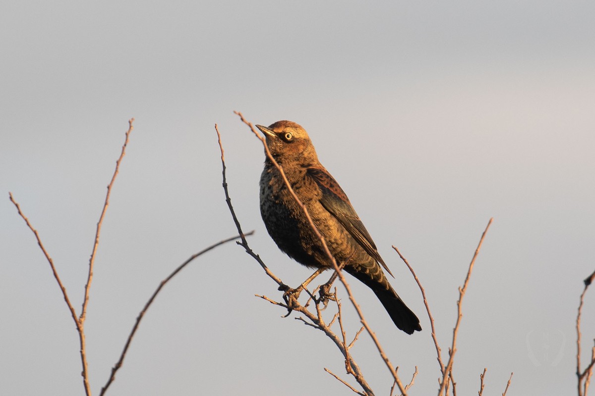 Rusty Blackbird - ML612539349