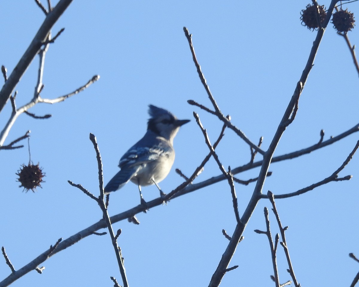 Blue Jay - ML612539362