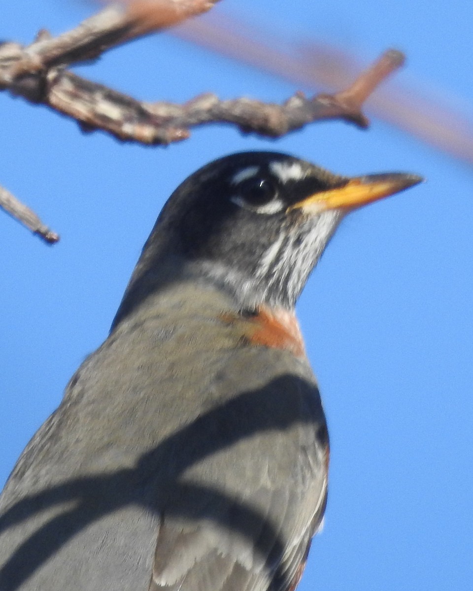 American Robin - ML612539371