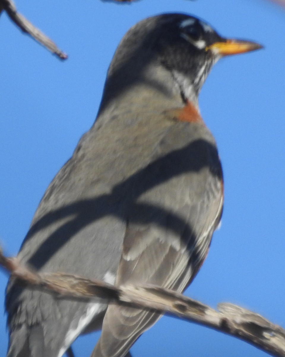 American Robin - ML612539372