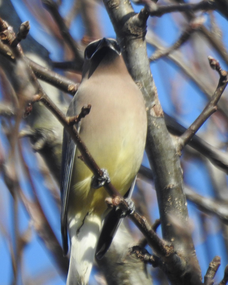 Cedar Waxwing - ML612539378